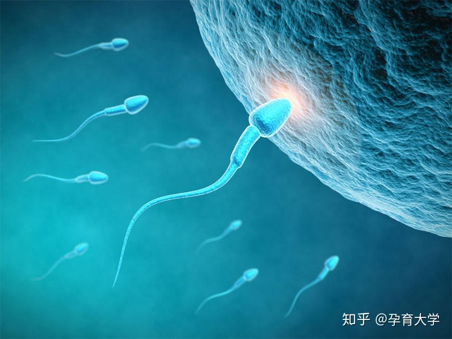 试管婴儿青岛方案流程